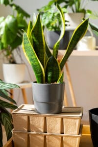 Snake plant low-maintenance indoor plants Kenya bedroom