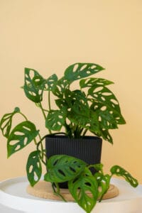 ZZ plant low-maintenance indoor plants Kenya living room