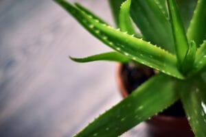 Aloe vera low-maintenance plant Kenya in a patio pot
