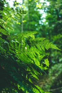Ferns low-maintenance shade plants Kenya lush greenery