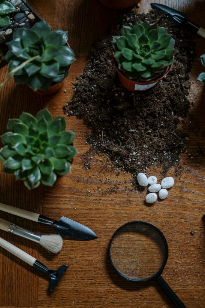 Low-maintenance plants in Kenya for homes and gardens