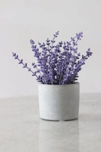Lavender low-maintenance plants Kenya in sunny border