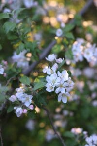 Jasmine low-maintenance plants Kenya climbing trellis